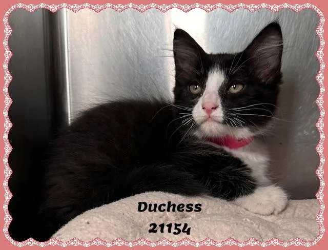 DUCHESS see also CHANEL thumbnail 5