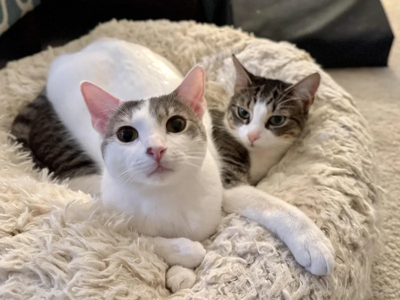 A young medium-sized male White Domestic Short Hair cat named Abbot for adoption in Avondale Estates, GA