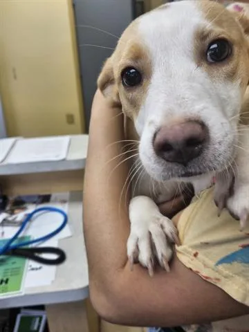 An adult medium-sized female Beagle dog named A for adoption in Norfolk, VA