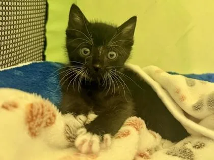 A baby small-sized male Domestic Short Hair cat named PuttPutt for adoption in Independence, MO
