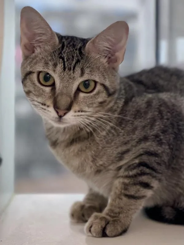 A baby small-sized female Domestic Short Hair cat named Trinket for adoption in Austin, TX