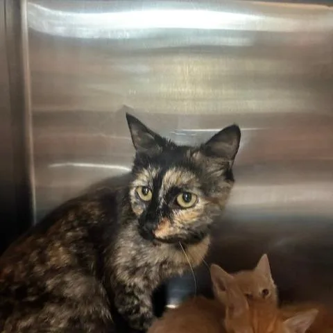 An adult medium-sized female Tortoiseshell Domestic Short Hair cat named Jackie for adoption in Los Angeles, CA