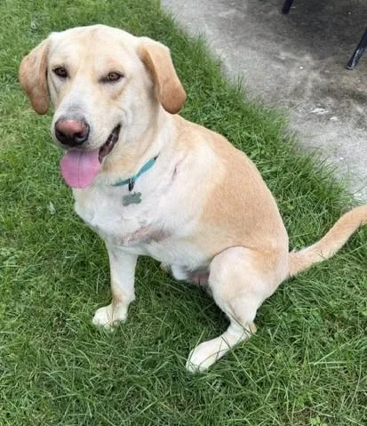 An adult large-sized male Retriever dog named Murray for adoption in Palatine, IL