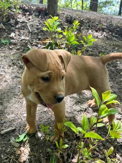 A baby medium-sized male Pit Bull Terrier dog named Malibu for adoption in Malvern, PA