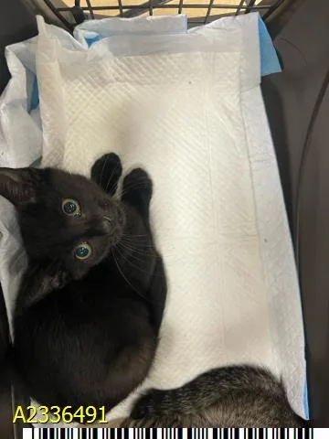 A baby small-sized female Domestic Short Hair cat named Betty for adoption in West Palm Beach, FL