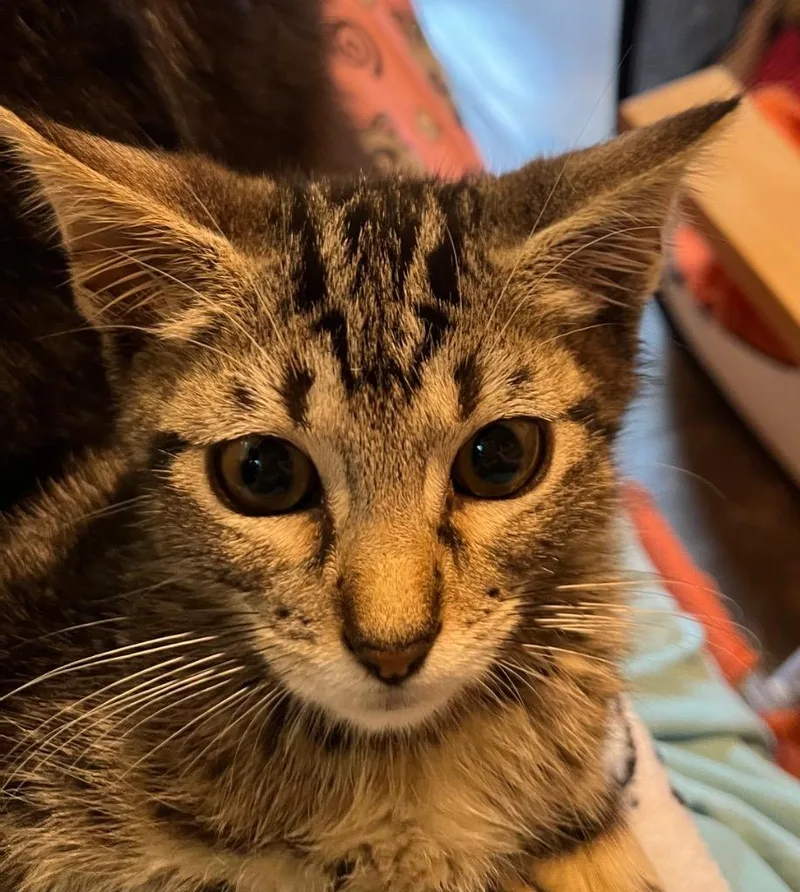 A baby medium-sized male Domestic Short Hair cat named Rene for adoption in Cumming, GA
