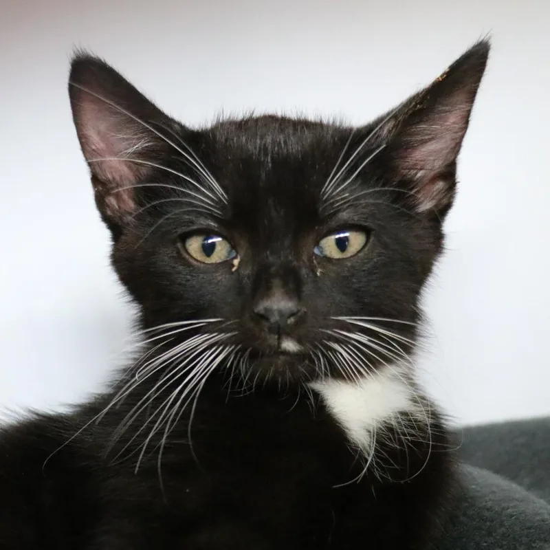 A baby small-sized male Black Domestic Short Hair cat named Dale for adoption in Sarasota, FL