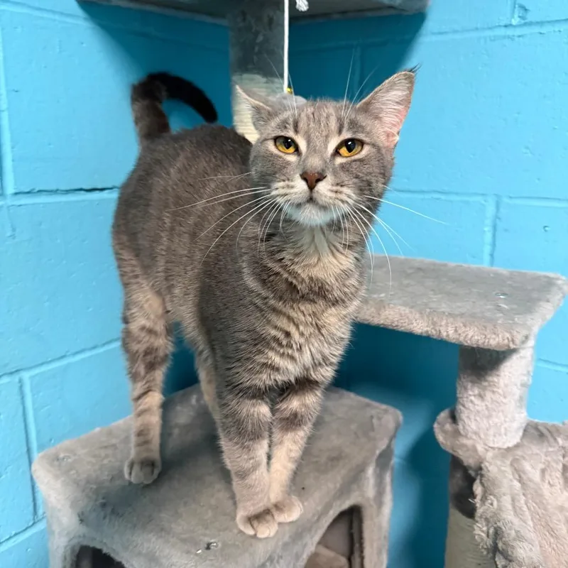 An adult medium-sized female Gray / Blue / Silver Domestic Short Hair cat named Soft Boiled for adoption in Edwardsville, IL