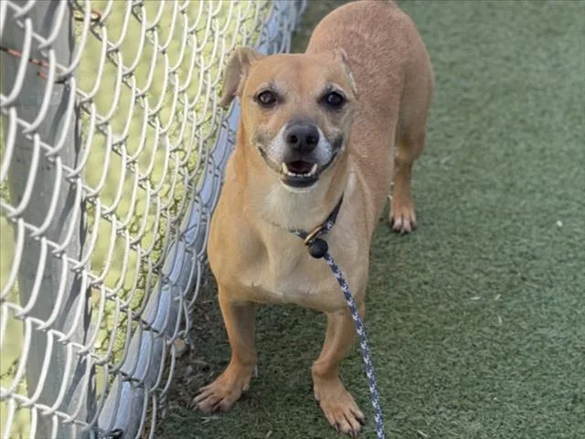 A senior small-sized male Dachshund dog named Morty for adoption in Los Angeles, CA