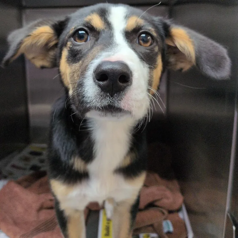 A baby small-sized female Black Cattle Dog dog named Hey There  Delilah for adoption in Hattiesburg, MS