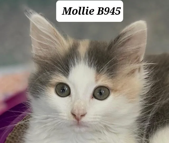 Mollie