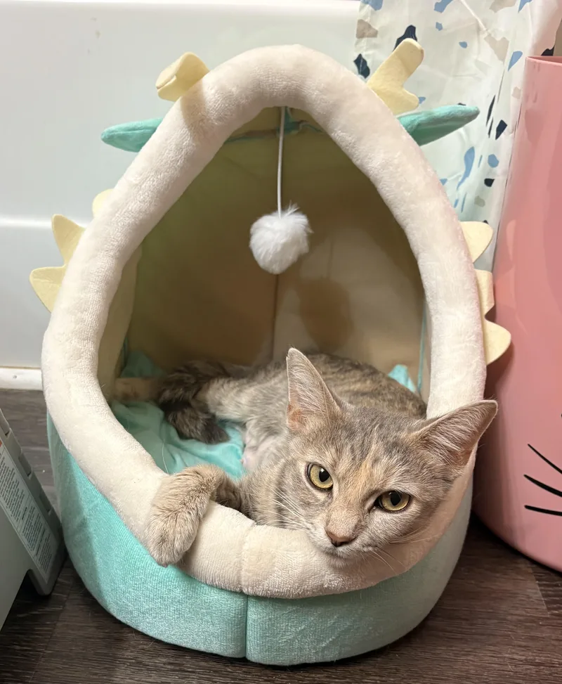 An adult medium-sized female Gray / Blue / Silver Domestic Short Hair cat named JLo for adoption in Indianapolis, IN