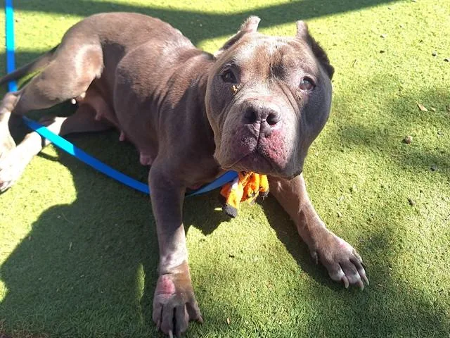 An adult large-sized female Pit Bull Terrier dog named Esther for adoption in Phoenix, AZ