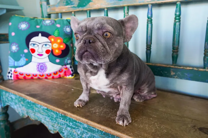 An adult medium-sized female Gray / Blue / Silver French Bulldog dog named Elvira for adoption in San Antonio, TX