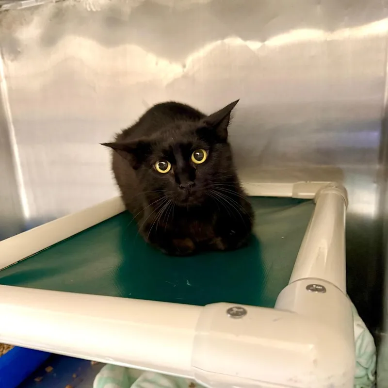 An adult medium-sized female Black Domestic Short Hair cat named Lager for adoption in Kanab, UT