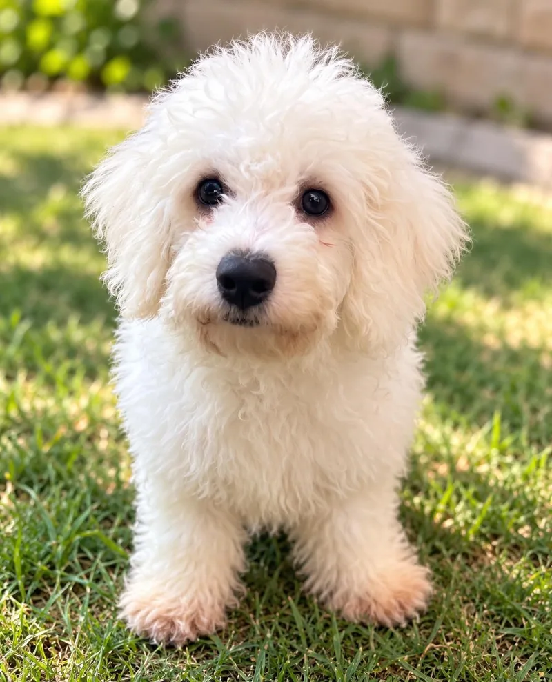 A young small-sized male Bichon Frise dog named Rudolph for adoption in Union Grove, WI