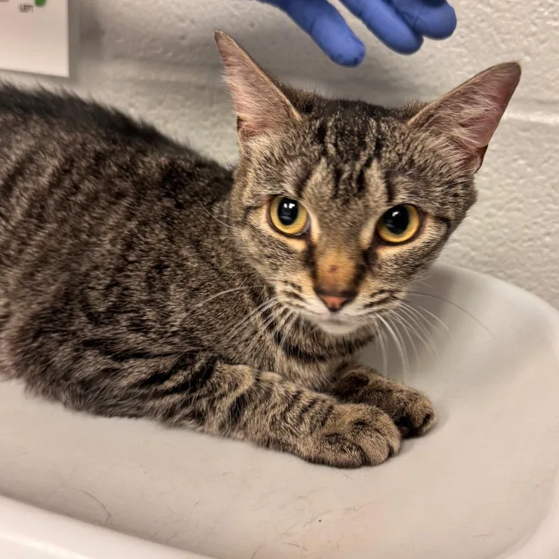 An adult medium-sized female Brown / Chocolate Domestic Short Hair cat named Sophia for adoption in Birdsboro, PA
