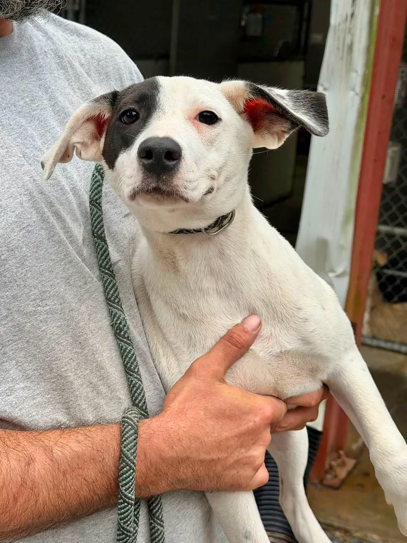 A young medium-sized female Mixed Breed dog named Hazle for adoption in Elizabethtown, NC