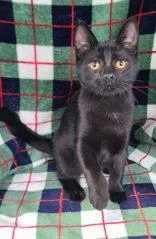 A baby medium-sized male Black Domestic Short Hair cat named 7160 (Bentley) for adoption in Lake City, MI