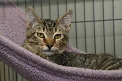 A young small-sized male Domestic Short Hair cat named John for adoption in Baton Rouge, LA