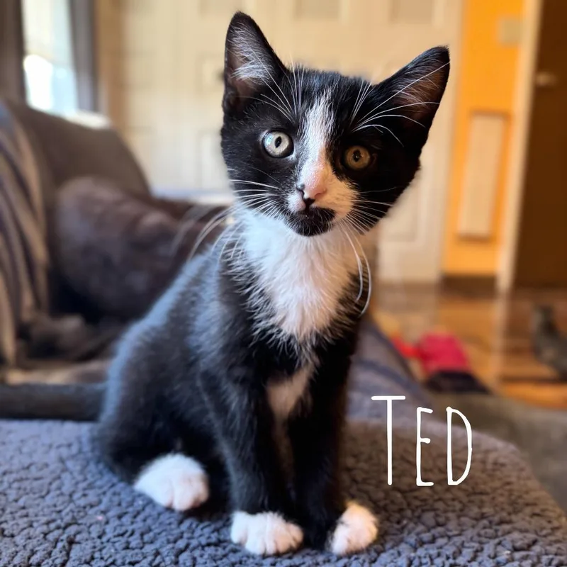 A baby small-sized male Domestic Short Hair cat named Ted for adoption in Washington, PA