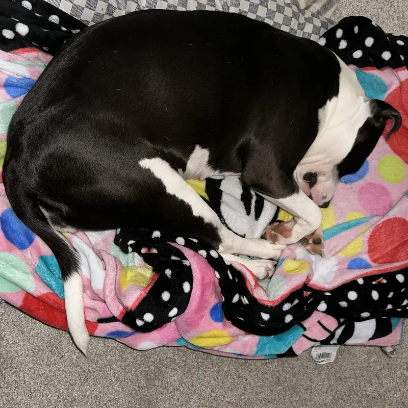 A young large-sized female Pit Bull Terrier dog named Scout for adoption in Krum, TX
