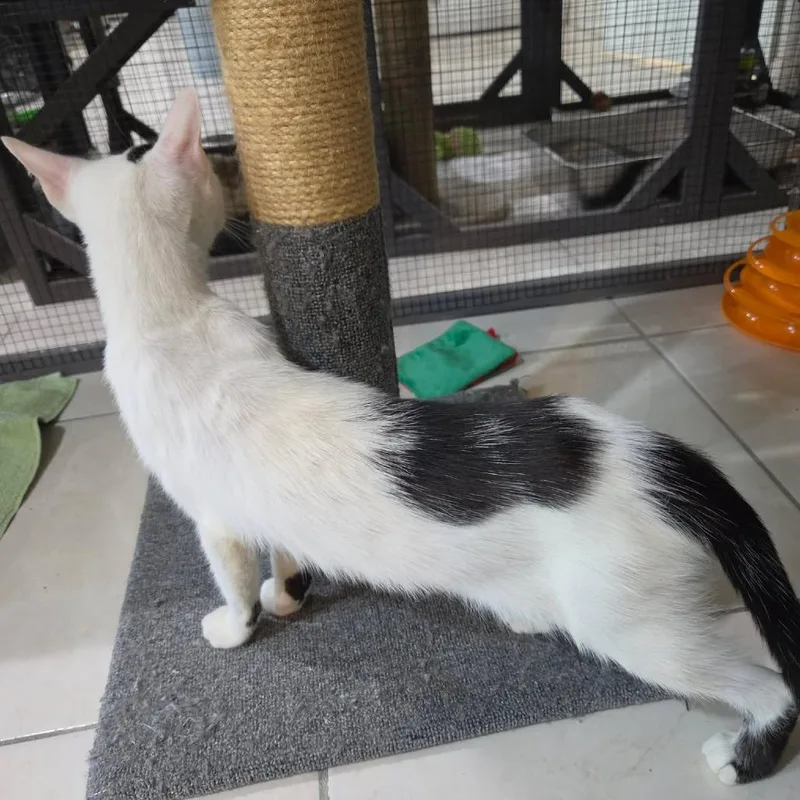 An adult small-sized female White Domestic Short Hair cat named Colleen for adoption in Seminole, FL