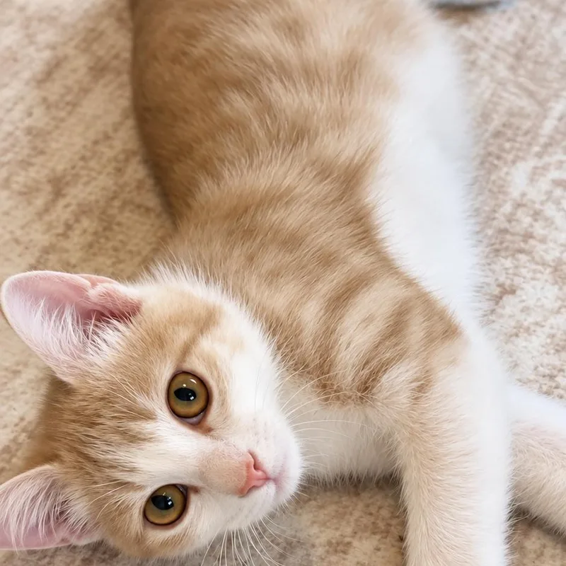A baby small-sized male Orange / Red Domestic Short Hair cat named Riley for adoption in Flower Mound, TX