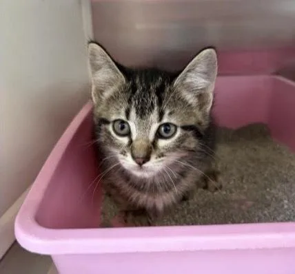 A baby small-sized female Domestic Short Hair cat named Wren for adoption in Bronx, NY