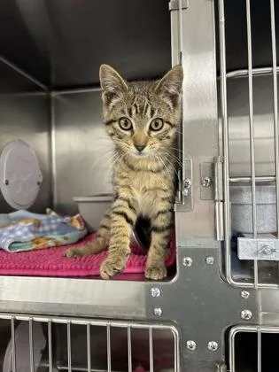 A baby small-sized male Domestic Short Hair cat named Elijah for adoption in Fergus Falls, MN