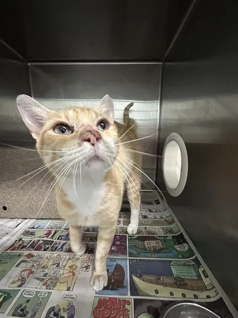 An adult small-sized male Domestic Short Hair cat named Rudolph for adoption in Corpus Christi, TX
