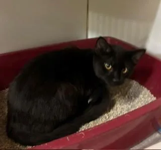 A young medium-sized male Black Domestic Short Hair cat named Pomelo for adoption in Mason City, IA