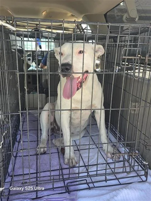 A young large-sized female Labrador Retriever dog named Mia for adoption in San Antonio, TX