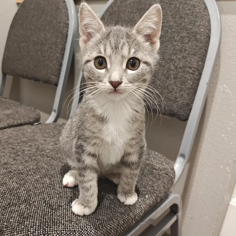 A baby small-sized female Tabby (Gray / Blue / Silver) Domestic Short Hair cat named Greta for adoption in Bloomsdale, MO