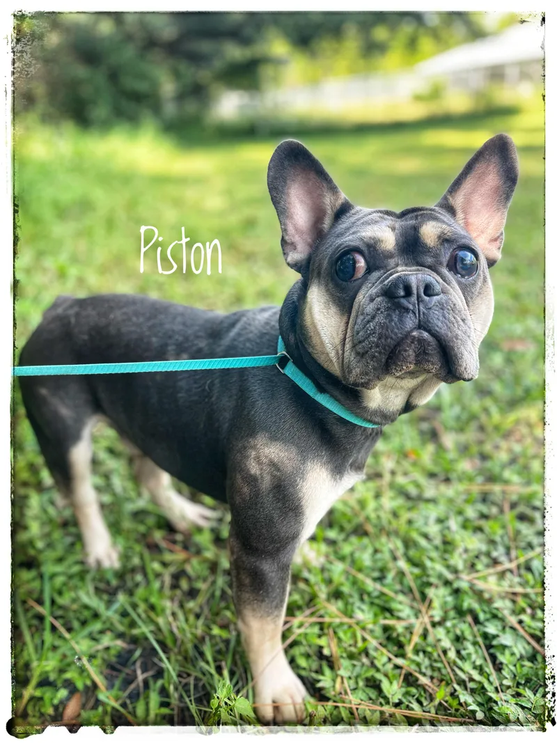 A young medium-sized male French Bulldog dog named Piston for adoption in Sebring, FL