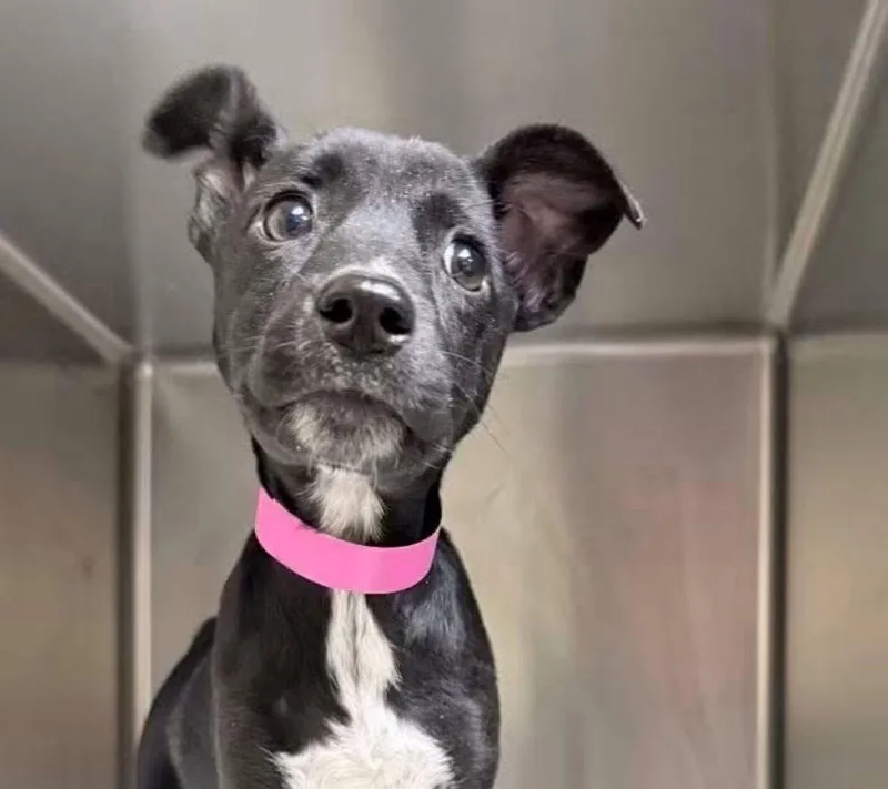 A baby small-sized female Black Mixed Breed dog named Rena for adoption in Watertown, WI