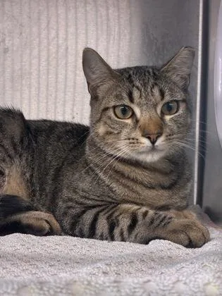 An adult medium-sized male Domestic Short Hair cat named Sprite for adoption in West Chester, PA