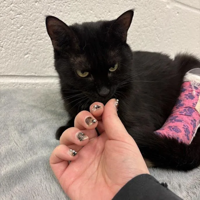An adult medium-sized female Black Domestic Short Hair cat named Shady for adoption in Pittsburgh, PA