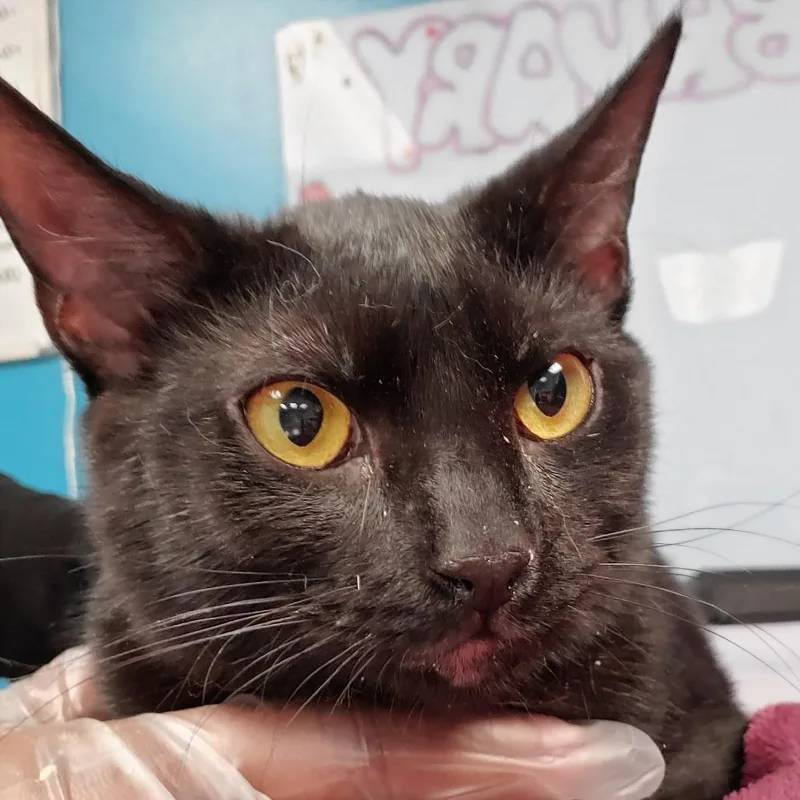 An adult medium-sized female Black Domestic Short Hair cat named Sally for adoption in Vineland, NJ