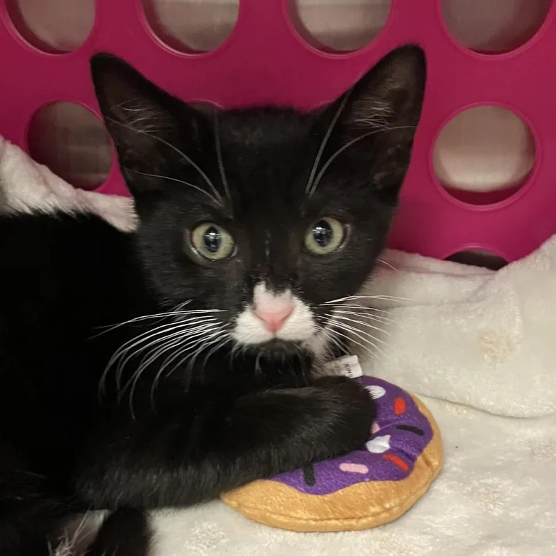 A baby small-sized male Black Domestic Short Hair cat named Biff for adoption in Keizer, OR