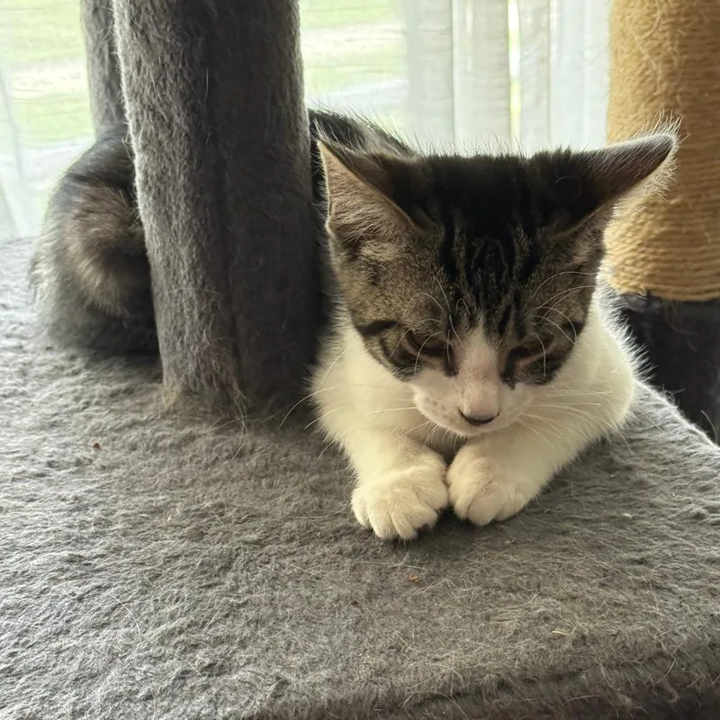 A baby small-sized male Black & White / Tuxedo Domestic Short Hair cat named Bruno for adoption in Pittsburgh, PA