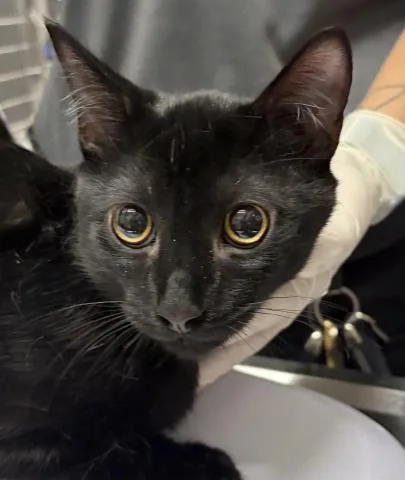 A baby medium-sized male Domestic Short Hair cat named Chocolate Covered Pretzel for adoption in Pensacola, FL