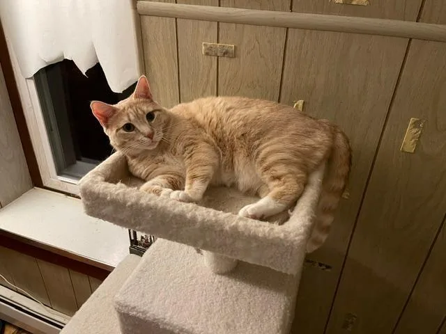 An adult medium-sized male Orange / Red Domestic Short Hair cat named Oscar & Gracie COURTESY for adoption in Stowe, PA