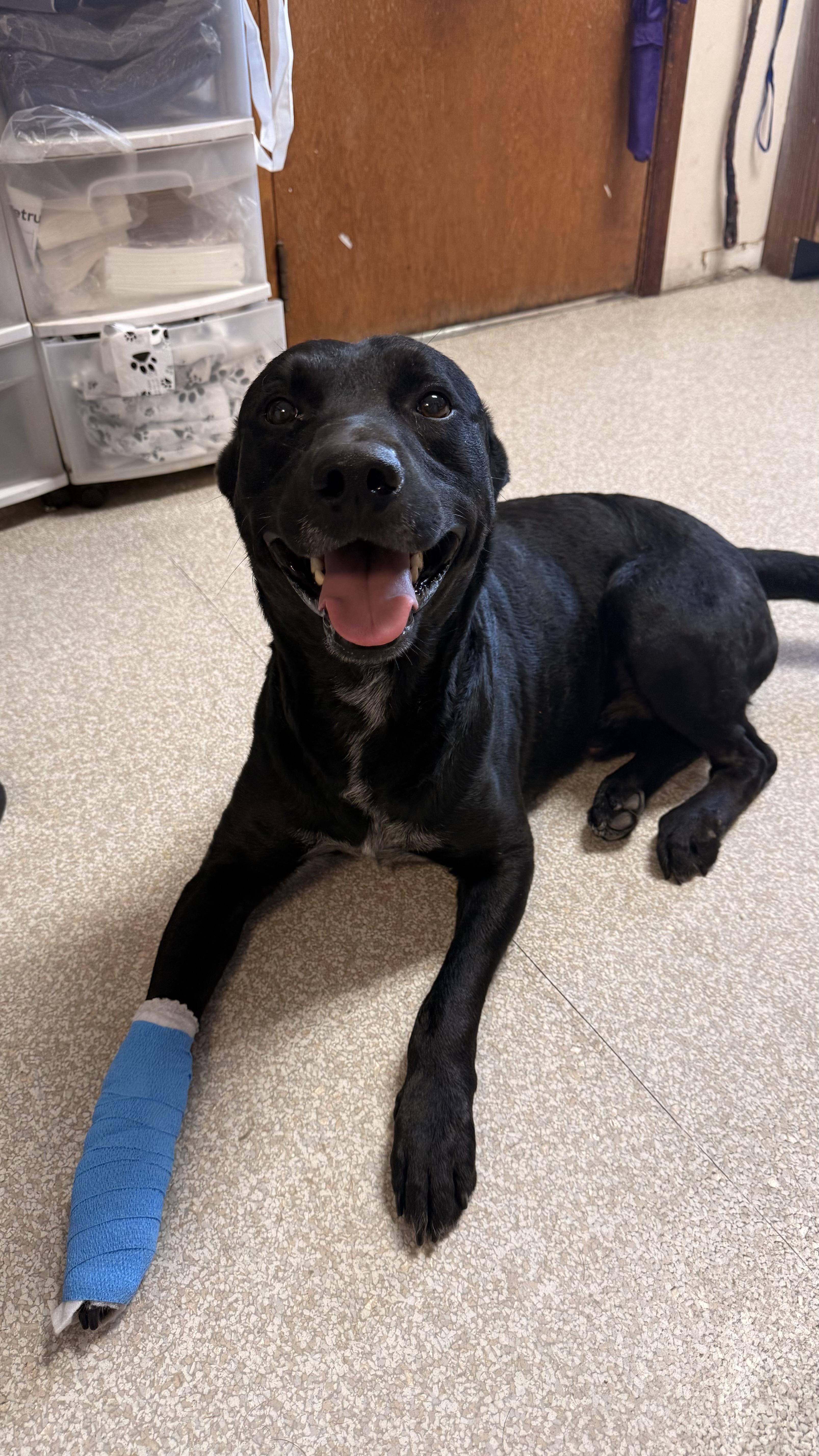 An adult medium-sized male Black Labrador Retriever dog named Ranger for adoption in Fort Madison, IA