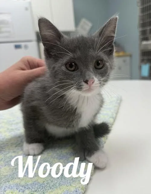 A baby medium-sized male Gray & White Domestic Short Hair cat named Woody for adoption in Manistee, MI