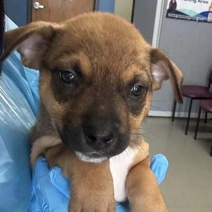 A baby small-sized male Chihuahua dog named Mac for adoption in Merriam, KS