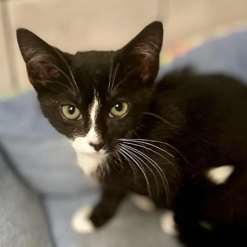 A baby small-sized female Black Domestic Short Hair cat named Millie for adoption in Philadelphia, PA