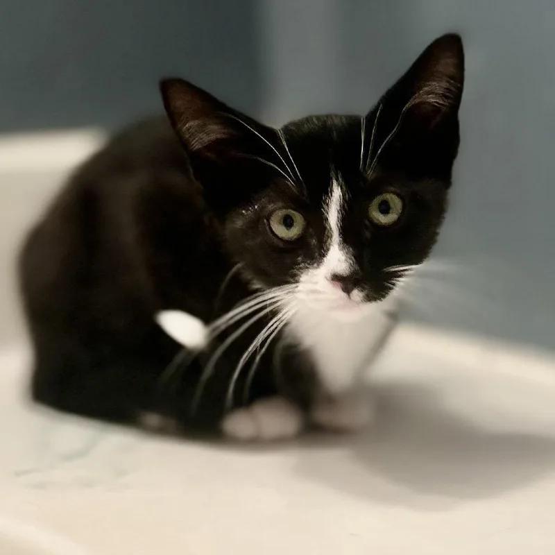 Millie thumbnail 2