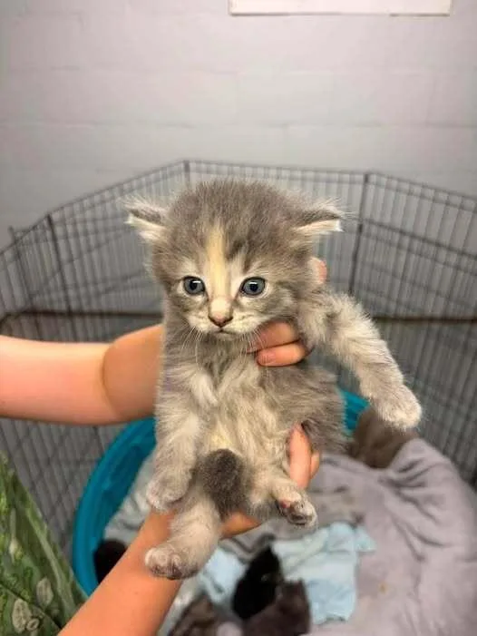 A baby medium-sized female Gray / Blue / Silver Domestic Medium Hair cat named Maple for adoption in Dorr, MI