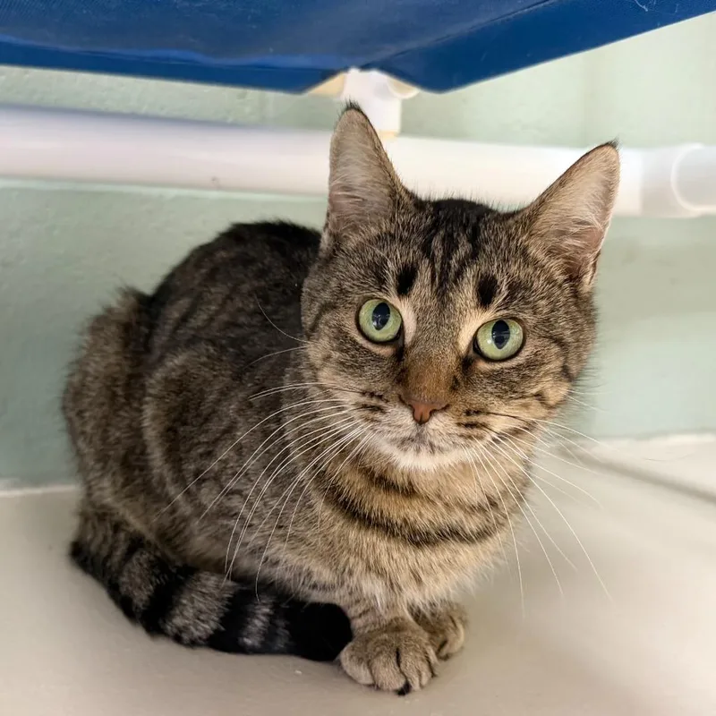 Frogfish thumbnail 2